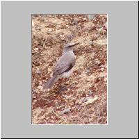 12- Tropical Mockinbird.html